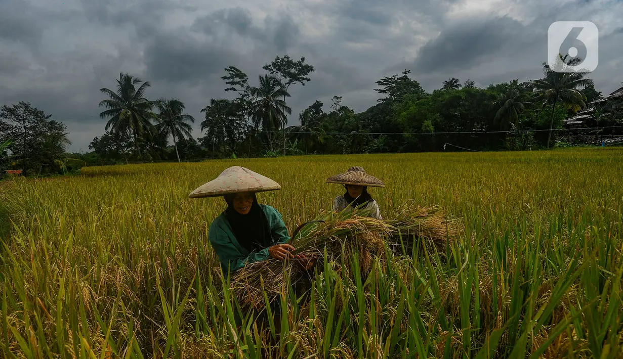 Petani melakukan panen padi jenis Ciherang di Leuweung Kolot, Bogor, Jawa Barat, Rabu (31/1/2024). (merdeka.com/Arie Basuki)