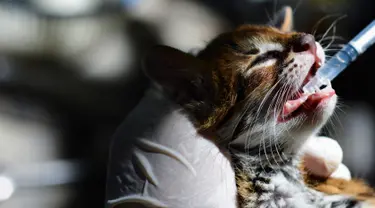 Dokter hewan dan petugas Balai Konservasi Sumber Daya Alam (BKSDA) Aceh merawat anak kucing hutan di Banda Aceh, Selasa (5/11/2019). BKSDA Aceh merawat satwa langka dan dilindungi hasil sitaan dan serahan warga untuk direhabilitasi dan dilepasliarkan ke habitatnya. (CHAIDEER MAHYUDDIN/AFP)