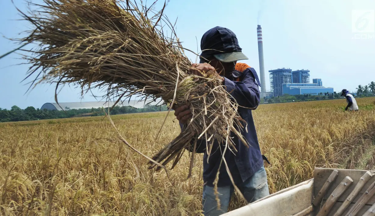 Petani memisahkan bulir padi dari tangkainya saat panen di sawah yang terletak di belakang PLTU Labuan, Pandeglang, Banten, Minggu (4/8/2019). Musim kemarau menyebabkan harga gabah di tingkat petani mengalami kenaikan dari Rp 3.600 menjdi Rp 4.300 per kilogram. (merdeka.com/Arie Basuki)