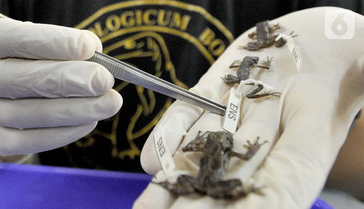 Peneliti menunjukkan tiga jenis Kodok Wayang dari dataran tinggi Sumatera di Pusat Penelitian Biologi LIPI, Bogor, Selasa (8/10/2019). Ketiga jenis kodok baru tersebut diketemukan di pegunungan Gayo Lue Aceh, Gunung Burni Telong Aceh, dan Gunung Dempo Sumatera Selatan. (merdeka.com/Arie Basuki)
