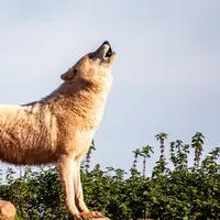 Ilustrasi mimpi dikejar serigala/Copyright unsplash/Darren Welsh