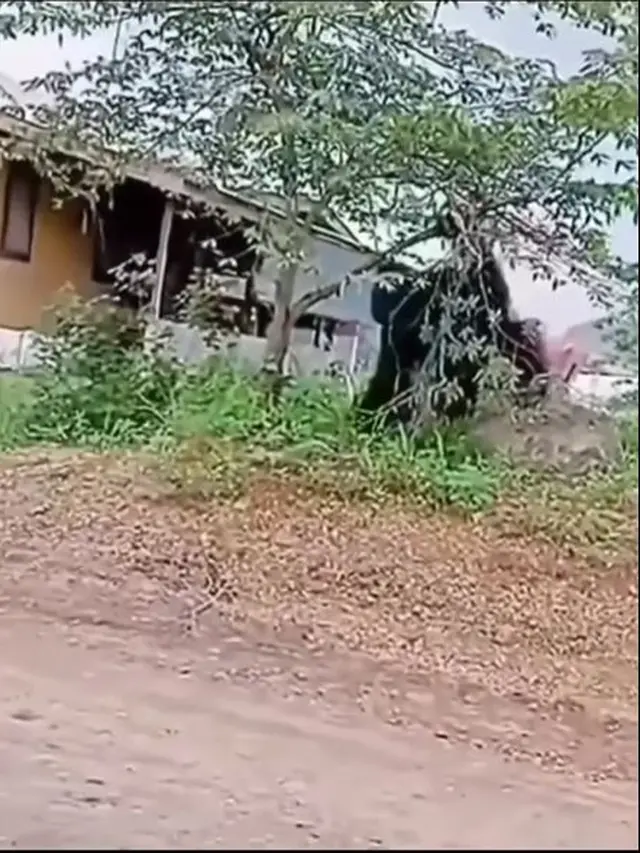Penampakan Orangutan 'Raksasa' Setinggi Rumah Ini Viral, Terlihat Masuk Permukiman