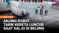 Anjing Robot Tarik Kereta Luncur Jadi Atraksi Musim Dingin di Beijing