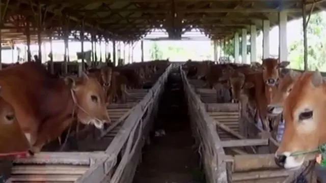 Lonjakan harga daging sapi dalam beberapa pekan terakhir yang mencapai Rp130 ribu/kg, membuat Presiden Joko Widodo geram.