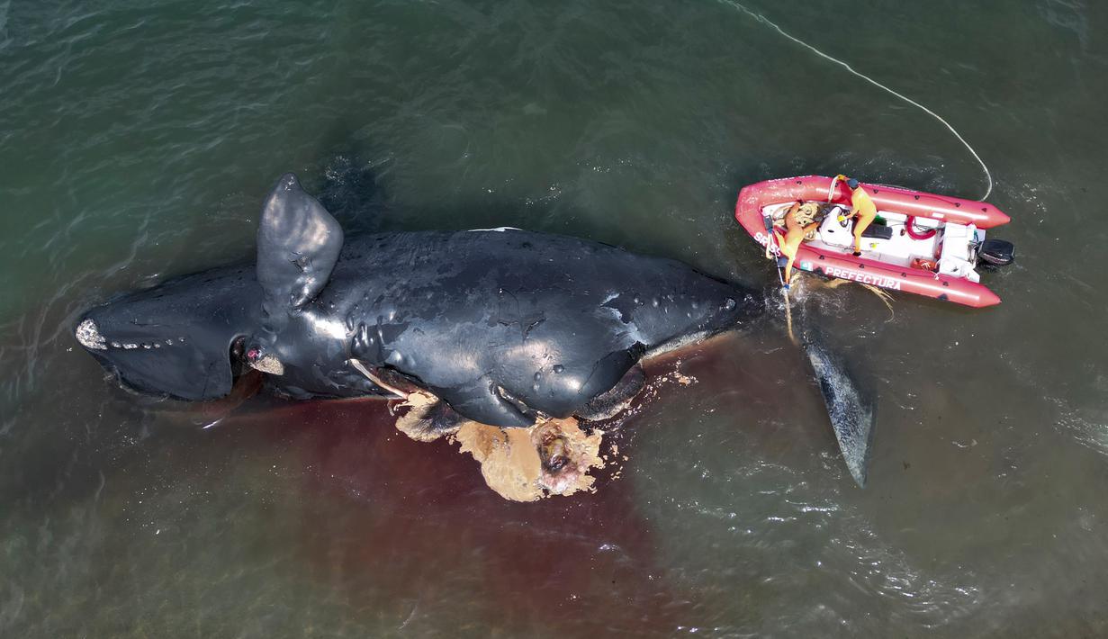 Seorang penyelamat mengikat seekor paus mati untuk ditarik, dekat Puerto Madryn, Argentina, Selasa (4/10/2022). Ilmuwan khawatir dengan kasus kematian 13 paus di Argentina Selatan beberapa hari terakhir. (AP Photo/Maxi Jonas)