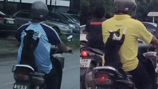 6 Potret Kucing Naik Motor Ini Bikin Geleng Kepala