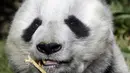 Shuan Shuan, panda raksasa wanita (Ailuropoda melanoleuca) memegang tongkat di kebun binatang Chapultepec, Mexico City (12/2/2020). Xin Xin dan Shuan Shuan merupakan dua spesimen Hewan yang lahir di Meksiko dan satu-satunya di dunia yang tidak dimiliki China. (AFP/Alfredo Estrella)