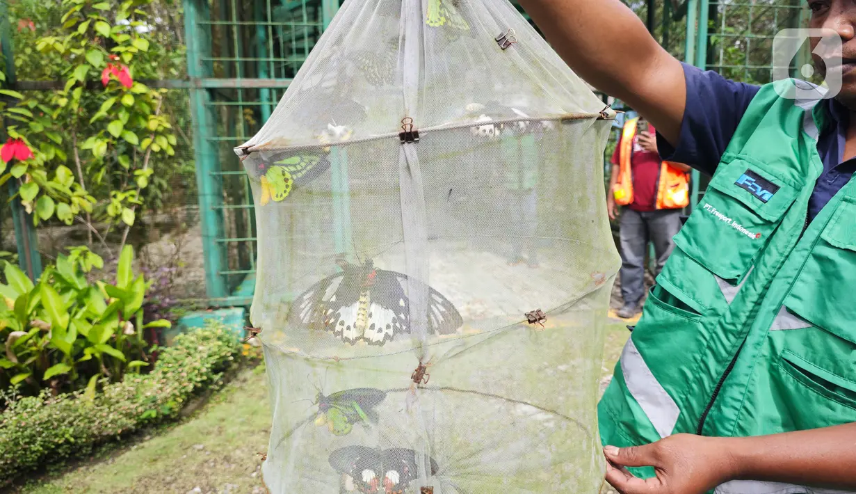 Penangkaran kupu-kupu. Di dalam jaring adalah kupu-kupu dewasa yang siap dilepas ke alam liar (Foto: Liputan6.com)