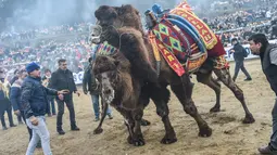 Unta bergulat selama Selcuk Camel Wrestling Festival di Kota Selcuk, Turki, Minggu (20/1). Unta yang bergulat dinyatakan memenangkan pertandingan apabila lawannya terjatuh ke tanah ataupun yang lari selama pertandingan. (BULENT KILIC/AFP)