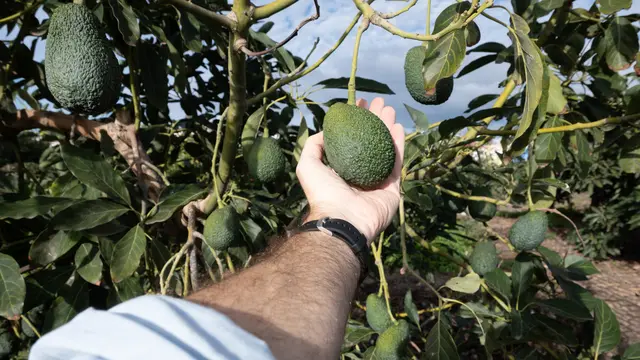 Pohon buah alpukat (Foto: freepik/chandlervid85)