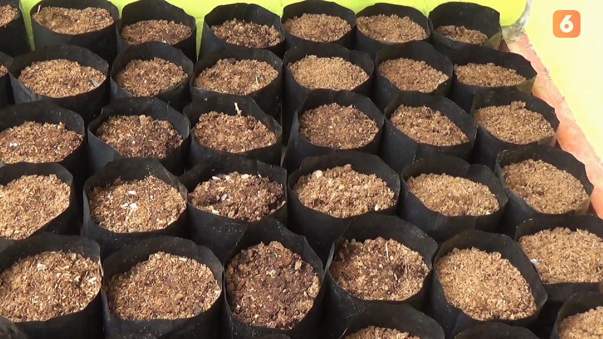 Cara Membuat Media Tanam di Polybag agar Tanaman Subur dan Optimal