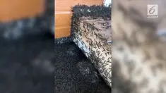 Pria asal Kanada terkejut melihat di sekitar rumahnya dipenuhi ribuan ulat bulu. Fenomena ini rupanya terjadi di setiap musim semi.