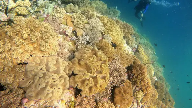 Keindahan terumbu karang di spot wisata wakatobi.(Sumber foto - Wakatobidivetrip)