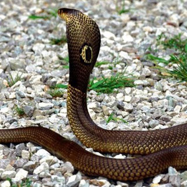 Rumah Warga Di Bogor Diserang Belasan Ular Kobra Balas Dendam