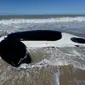 Seorang anak berdiri dekat paus pembunuh yang mati setelah ditemukan terdampar di pantai Mar Chiquita, Argentina, Senin (16/9/2019). Sementara enam paus lainnya berhasil dievakuasi ke laut dalam oleh regu penyelamatan dan sukarelawan. (AP/Marina Devo)