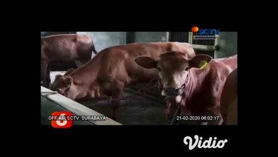 VIDEO: 50 Hektar Lahan Sawah di Lumajang Bersertifikat Organik