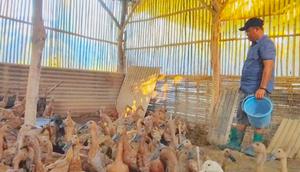 Kandang bebek petelur milik warga Sampang Syaiful. (Liputan6.com/Dian Kurniawan)