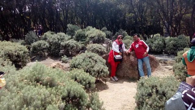 Kebun Edelweis di sekitar halaman cottage keluarga Gunung Papandayan, Garut