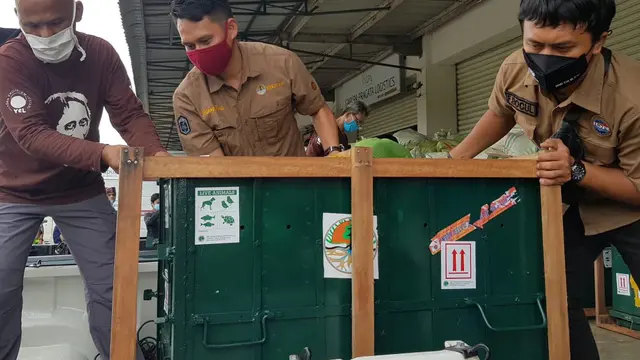 Orangutan Sumatera