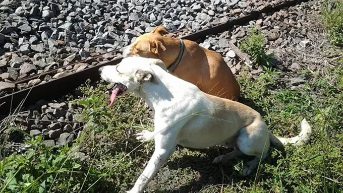 Photo: Copyright petcha.com