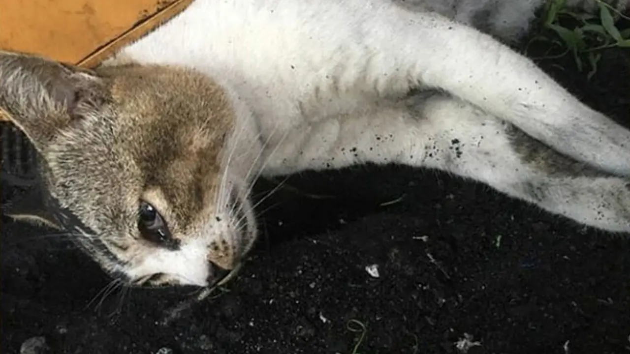 Ratusan ekor kucing mati ditemukan di sebuah rumah di Jepang.