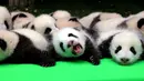 Sebanyak 23 bayi panda dipamerkan kepada pengunjung di atas panggung di pusat penelitian panda di Chengdu, Sichuan, China, Kamis (29/9). Sepanjang tahun ini, ada 23 anak panda yang dilahirkan di tempat tersebut. (China Daily/via REUTERS)