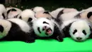 Sebanyak 23 bayi panda dipamerkan kepada pengunjung di atas panggung di pusat penelitian panda di Chengdu, Sichuan, China, Kamis (29/9). Sepanjang tahun ini, ada 23 anak panda yang dilahirkan di tempat tersebut. (China Daily/via REUTERS)