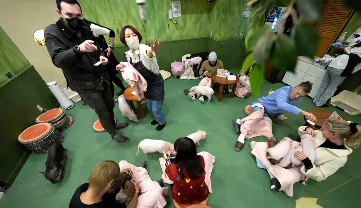 Pengunjung bermain dengan babi mikro di Mipig Cafe, Tokyo, Jepang, 24 Januari 2024. Di tempat ini, pengunjung bisa merasakan sensasi nongkrong ditemani babi-babi mini. (AP Photo/Eugene Hoshiko)