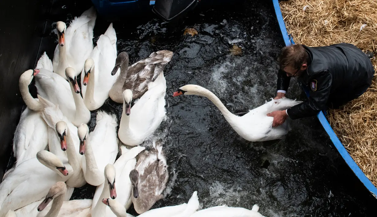 Olaf Niess menangkap seekor angsa untuk dibawa menuju rumah musim dingin di sungai Alster, kota Hamburg, Jerman, 20 November 2018. Dikatakan, tradisi memindahkan angsa dari sungai Alster sudah dilakukan ratusan tahun yang lalu. (DANIEL REINHARDT/DPA/AFP)