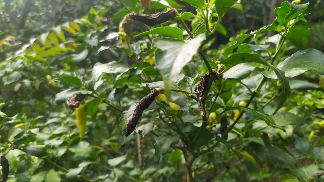 Kondisi tanaman cabai busuk disebut menjadi penyebab harga cabai naik