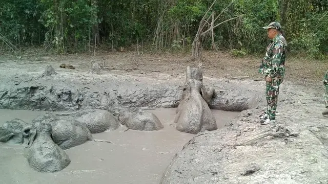 Dramatis, Penyelamatan 6 Bayi Gajah yang Terjebak dalam Lumpur