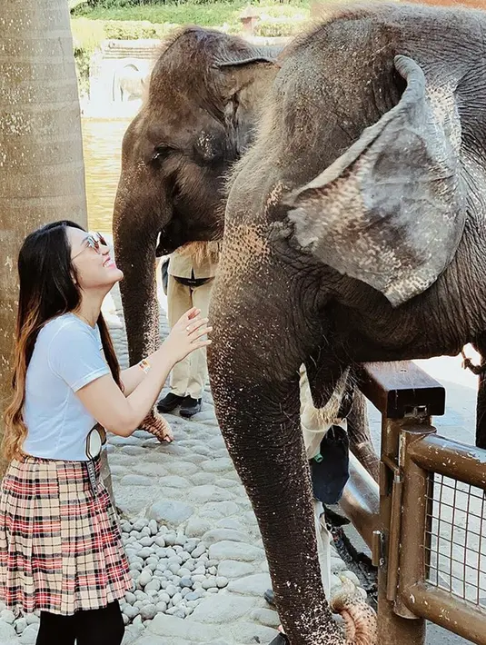 Saat di Bali, Via juga menyempatkan diri untuk mengunjungi Bali Zoo melihat-lihat Gajah Lampung. Bak memahami bahasanya, Via tampak seperti tengah berkomunikasi dengan gajah-gajah tersebut. Tak heran Via terlihat sumringah dalam jepretan foto yang ia unggah di Instagram. (Liputan6.com/IG/viavallen)