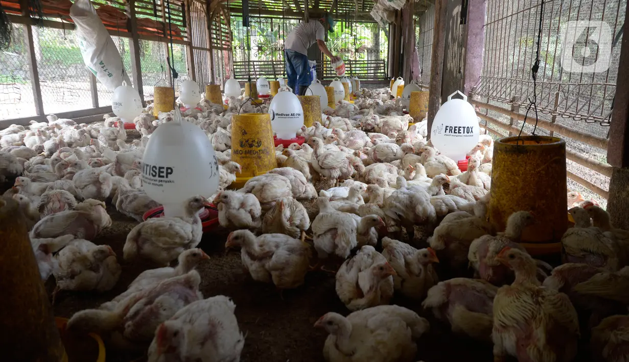 Pekerja memberi pakan ternak ayam potong yang sudah siap dijual di Kawasan Gunung Sindur, Kabupaten Bogor, Jawa Barat, Selasa (22/09/2020). Harga ayam potong di sana dijual Rp 24 ribu per kilogram, di mana saat masa pandemi harganya mengalami naik turun di pasaran. (merdeka.com/Dwi Narwoko)