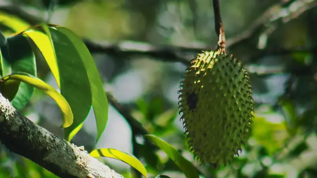Nangka Belanda