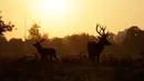 Rusa jantan muda berdiri di bawah cahaya matahari terbit selama musim rutting (kawin) yang berlangsung pada musim gugur di Bushy Park, London, Rabu (14/10/2020). Musim gugur merupakan awal musim kawin bagi kawanan rusa merah.  (AP Photo/Matt Dunham)