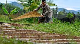 Penyerapan hasil panen tembakau pun turut terancam dan membuat para petani menjerit. (CHAIDEER MAHYUDDIN/AFP)