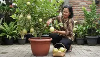 Cara Merawat Jambu Kristal dalam Pot Agar Cepat Berbunga dan Tidak Mudah Gugur, Ikuti 7 Langkah Ini