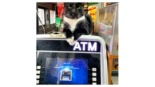 8 Aksi Kucing saat Menjaga Toko Ini Bikin Geleng Kepala