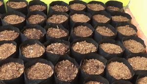 Sejumlah polybag untuk media tanam di desa Kalukubula Sigi yang mulai disiapkan untuk sembada pangan di masa Covid-19. (Foto: Moh. Sobirin).