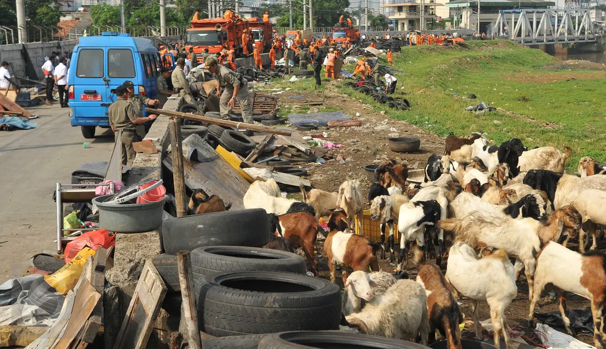 Sejumlah kambing dipinggirkan saat penertiban gubuk liar disepanjang Jalan Inspeksi Kanal Banjir Barat (KBB), Rabu (13/7). Penertiban dilakukan lantaran gubuk liar itu berdiri di bahu jalan dan mengganggu ketertiban umum. (Liputan6.com/Gempur M Surya)