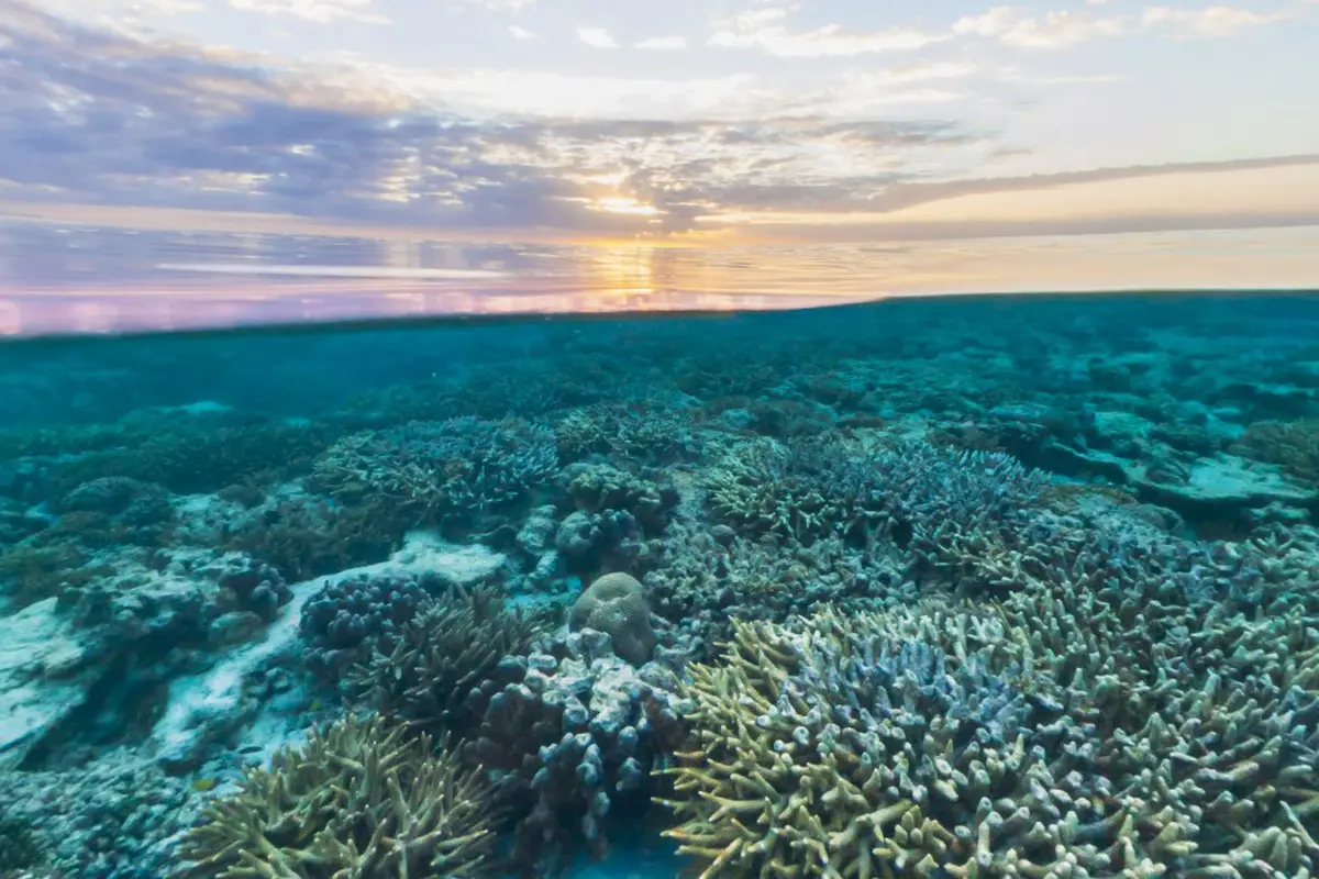 [Bintang] Australia