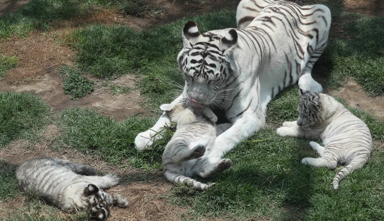 Induk harimau bengal bernama Clarita (12) bermain dengan tiga anaknya cTiga bayi harimau bengal itu merupakan anak Clarita dan pasangannya asal Argentina, Yunga yang juga penghuni bonbin. (AP/Martin Mejia)