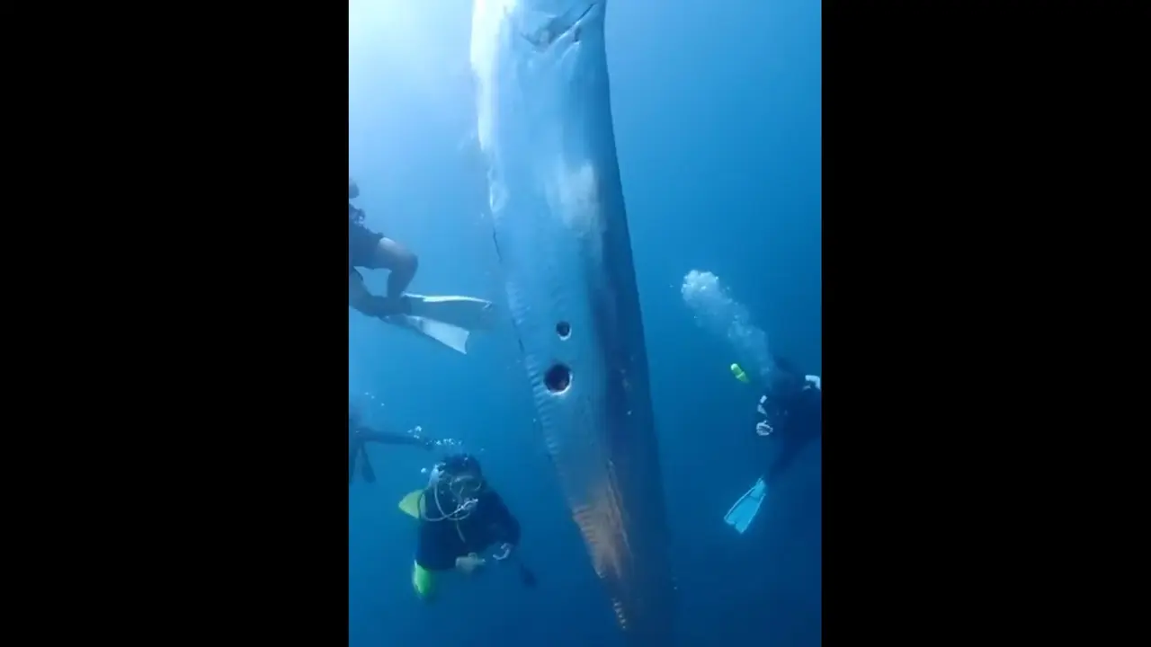 Ikan oarfish terlihat di permukaan laut di Taiwan dalam kondisi tubuh terluka.