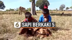 ANAK SAPI BERKAKI 5 DIKLAIM PEMBAWA KEBERUNTUNGAN