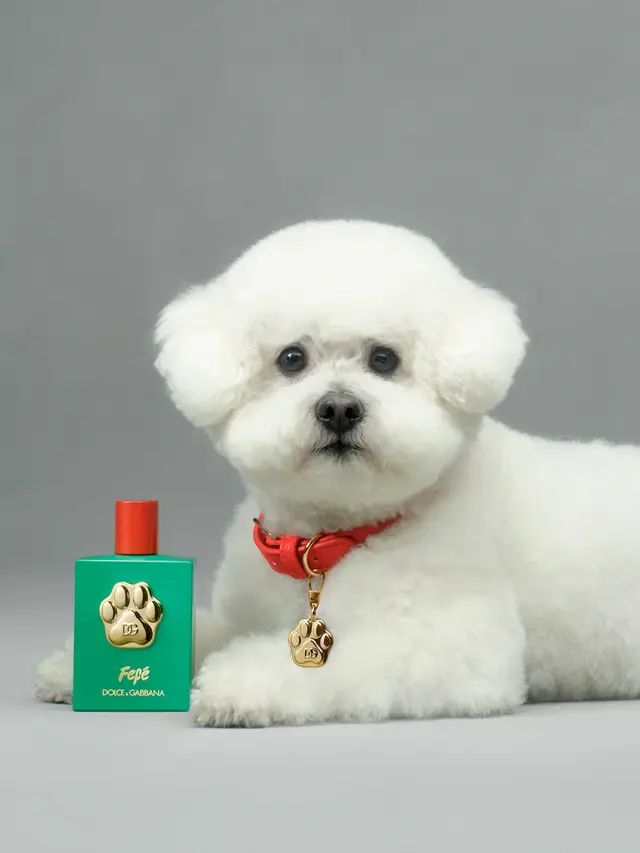 Dolce & Gabbana Rilis Parfum Khusus Anjing, Seperti Apa Aromanya?