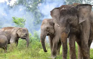 Hari Gajah Sedunia, Tantangan Upaya Menjaga Populasi