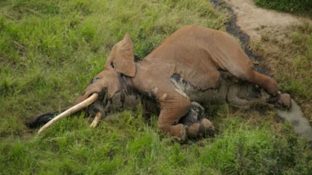 Unduh 7200 Gambar Hewan Gajah Afrika Terbaik HD