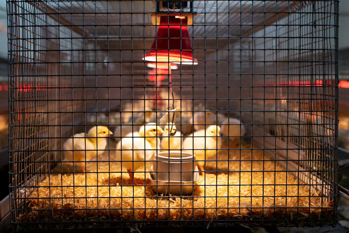 Desain Kandang Optimal untuk Anak Ayam Baru Menetas