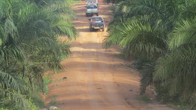 Orangutan menempuh 12 jam perjalanan sebelum kembali ke rumah mereka.
