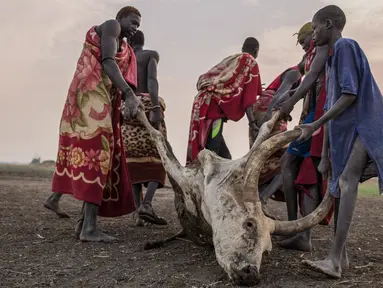 Penggembala dari suku Dinka menarik seekor sapi yang mati akibat sengatan kalajengking di kamp ternak mereka di Mingkaman, Lakes State, Sudan Selatan, Minggu (4/3). Musim kemarau terjadi di Sudan Selatan antara Desember dan Mei. (Stefanie GLINSKI/AFP)
